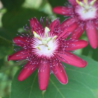 <i>Passiflora 'Lady</i> Margaret'